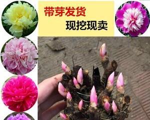 牡丹籽怎样种才会发芽（牡丹花的种植方法及养护）