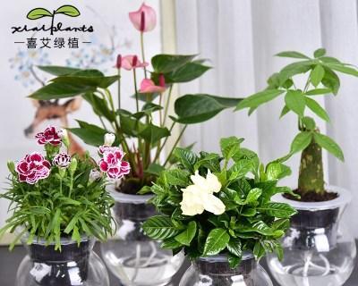 水培植物有哪些好养活（可长期养的水培植物介绍）