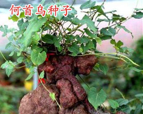 怎样种植何首乌高产（何首乌高产种植技术）