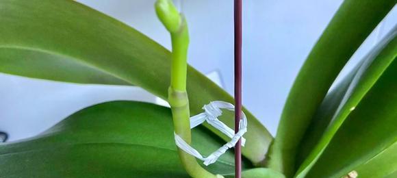 蝴蝶兰花梗繁殖方法是什么（描述蝴蝶兰的养护步骤）