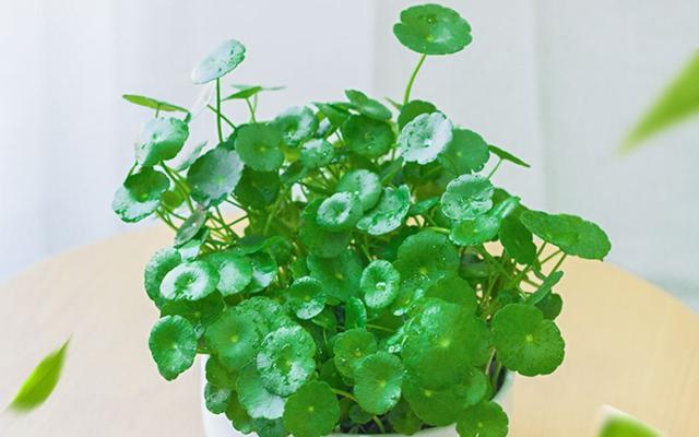 金钱草怎么养殖看（金钱草种植方法讲解）