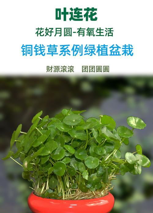 金钱草怎么养殖看（金钱草种植方法讲解）