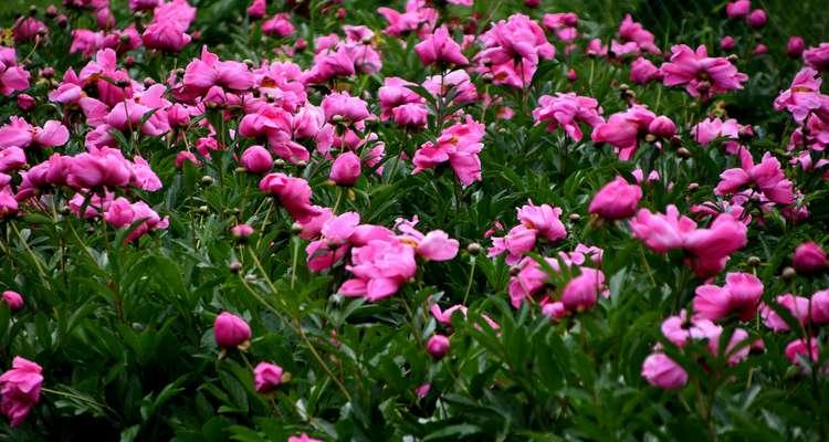 野生芍药花怎样种植（种植芍药的技巧）