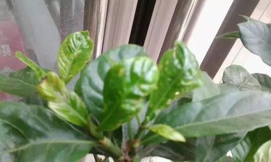 栀子花叶子发黄什么原因（栀子花黄叶补救方法讲解）