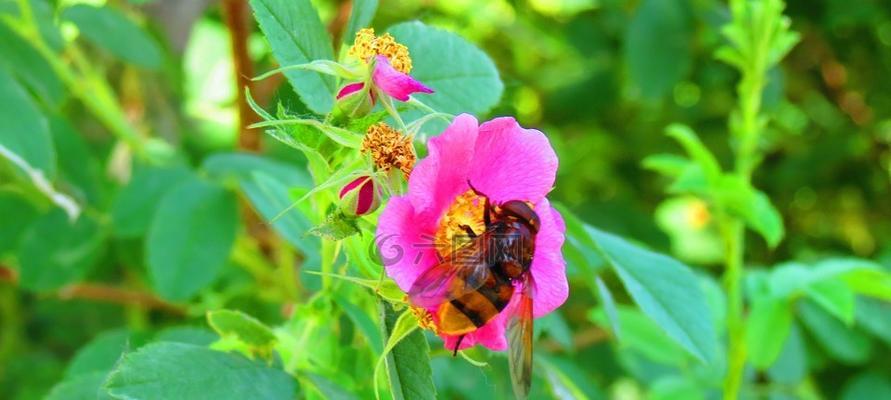 怎么养蜜蜂最简单（新手养蜜蜂方法与技巧）