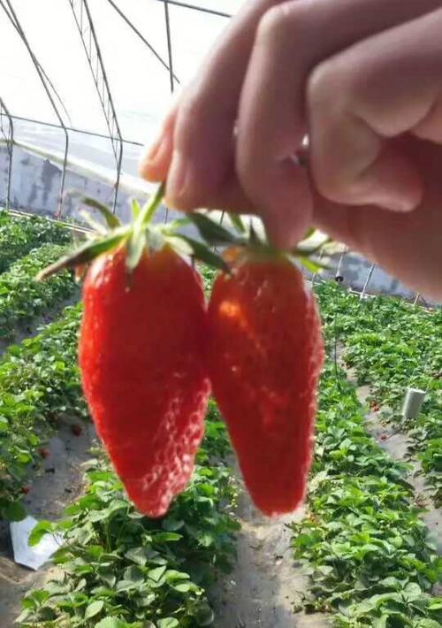 草莓苗喜阴还是喜阳（草莓种植条件和区域）