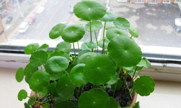 铜钱草如何养殖（铜钱草水养方法及注意事项）