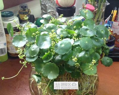 铜钱草如何养殖（铜钱草水养方法及注意事项）