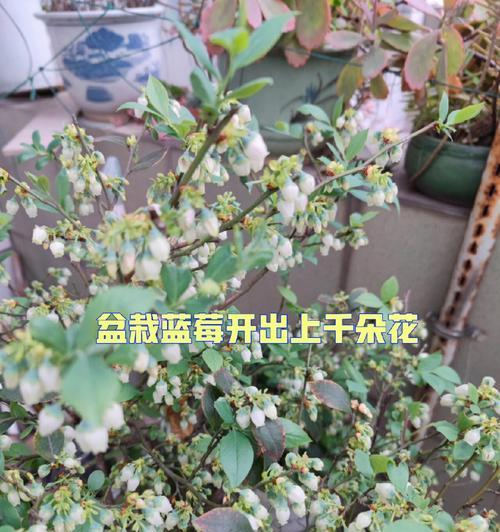 蓝莓树什么时候种植（蓝莓树的种植方法和时间）