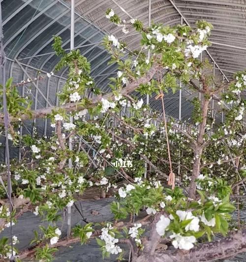 车厘子适合哪里种植（车厘子种植条件与要求）