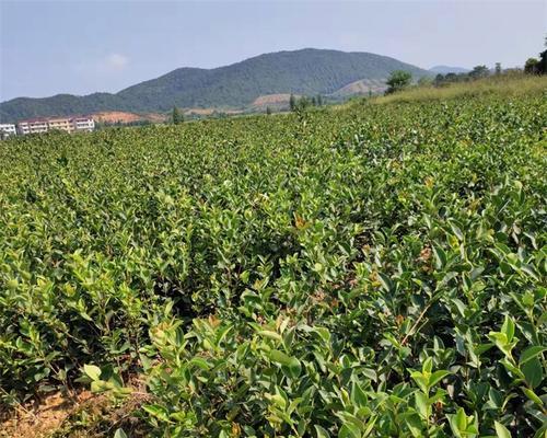 油茶种子如何播种（油茶树的种植技术与管理）
