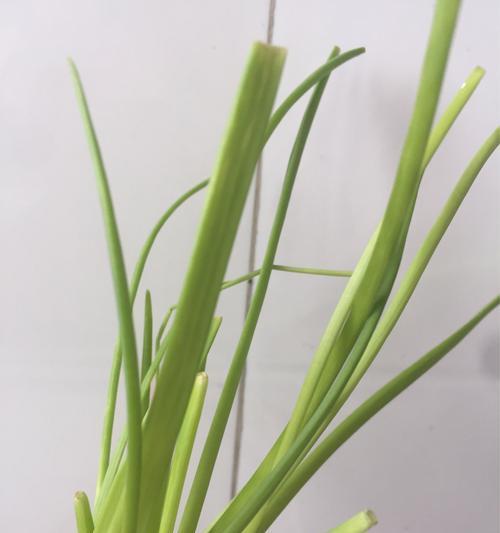 小葱苗怎么种才能出得好（小葱育苗方法与步骤）