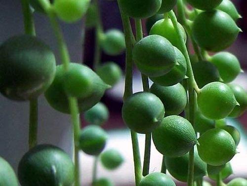 翡翠珠植物的养殖方法有哪些（养翡翠珠的注意事项）