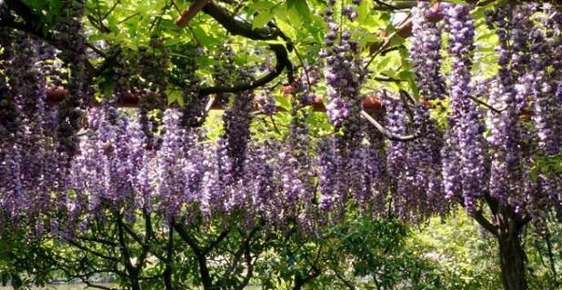 紫藤花什么时候种植（紫藤花种植方法和时间）