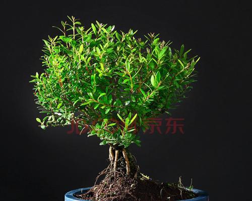 赤楠的养殖方法是什么（有关赤楠的养殖注意事项）