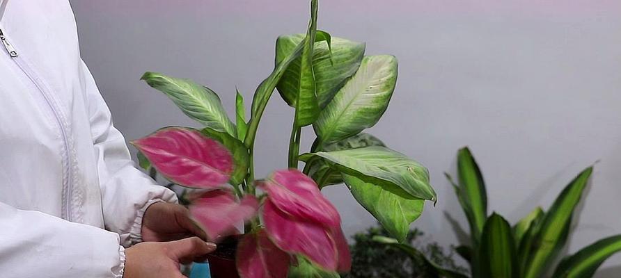 万年青花语（用花叶万年青诠释生活的美好与坚韧）