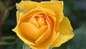 黄玫瑰花的花语与意义（揭秘黄玫瑰花的丰富寓意）