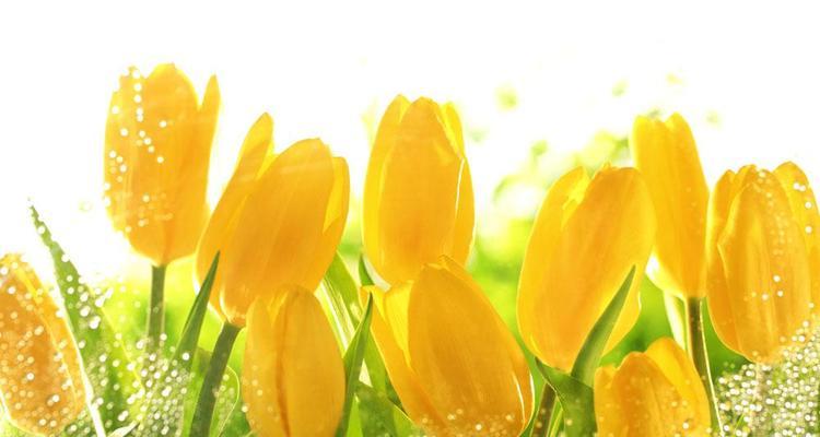 黄色郁金香的美丽与象征意义（探索黄色郁金香的花语和历史渊源）