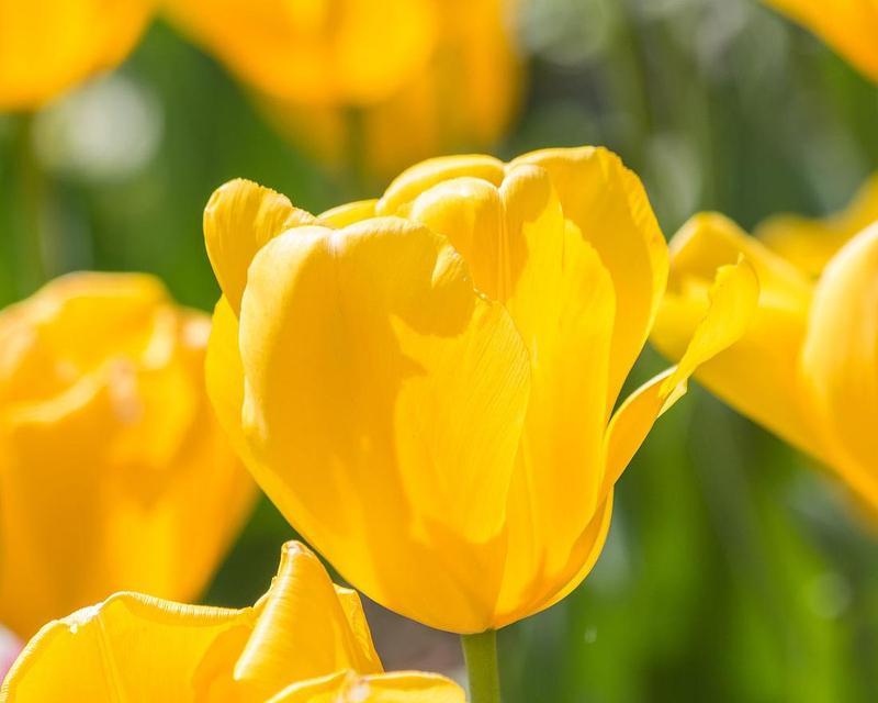 黄色郁金香的美丽与象征意义（探索黄色郁金香的花语和历史渊源）