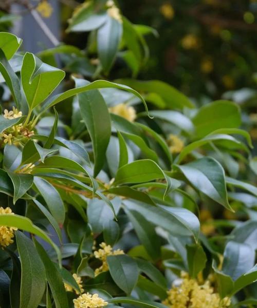 金桂花树的花语和寓意（美丽的金桂花传递的情感和象征）