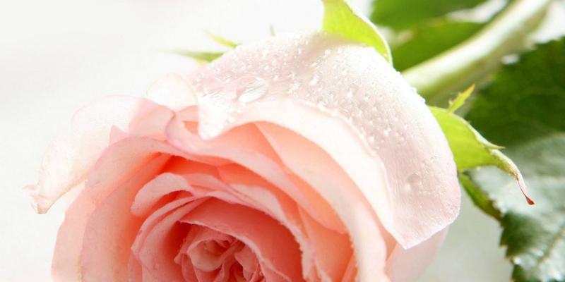 金香玉玫瑰花语——神秘与浪漫的结合（探寻金香玉玫瑰花的魅力与意义）