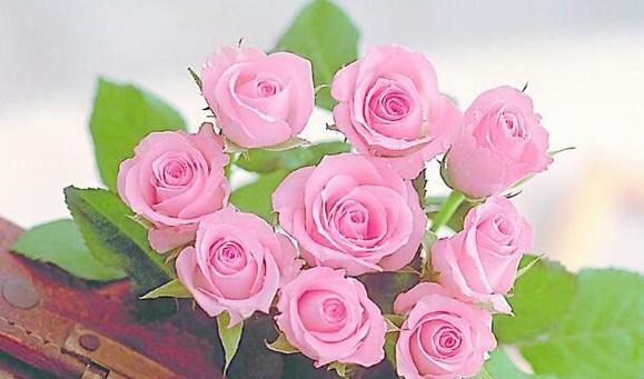 金香玉玫瑰花语——神秘与浪漫的结合（探寻金香玉玫瑰花的魅力与意义）