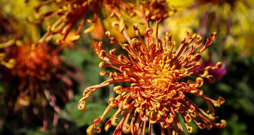 菊花的色彩与花语（一朵花的千变万化——菊花色彩与花语的意义）