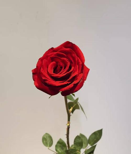 卡罗拉红玫瑰花语的美丽寓意（爱情的激情与温暖）