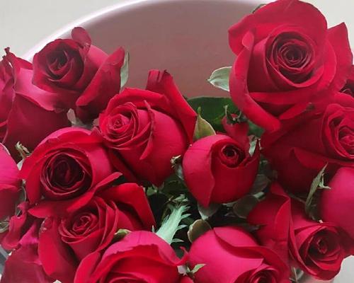 卡罗拉玫瑰的花语与意义（美丽的玫瑰传递着爱与希望的信息）