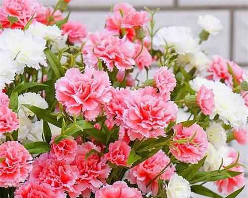 康乃馨花的象征意义与寓意（探究康乃馨花的象征意义）