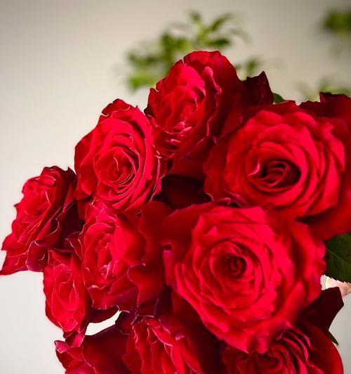 肯尼亚红玫瑰花语（探索肯尼亚红玫瑰花所传递的情感和意义）
