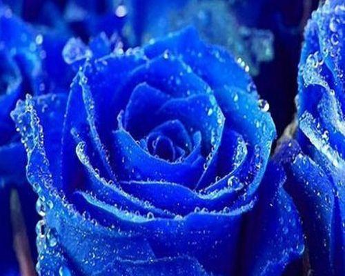 蓝色月季（探寻蓝色月季的花语之美）