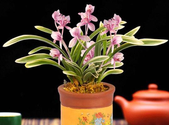 兰花送人，传达美好祝愿（以花传情）