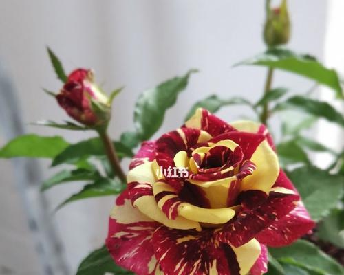 浪漫绽放，流星雨月季花花语（美丽之约）