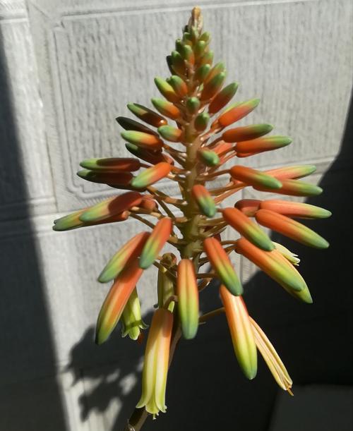 芦荟多肉植物的花语与寓意（揭秘芦荟多肉植物的秘密语言）