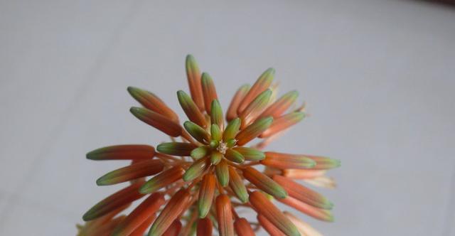 芦荟开花的花语（揭示芦荟开花的意义与象征）