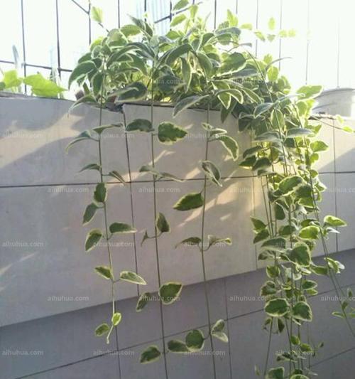 以蔓长春花——爱的执著与希望（盛开的花朵）