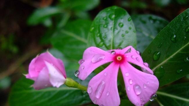 以蔓长春花——爱的执著与希望（盛开的花朵）