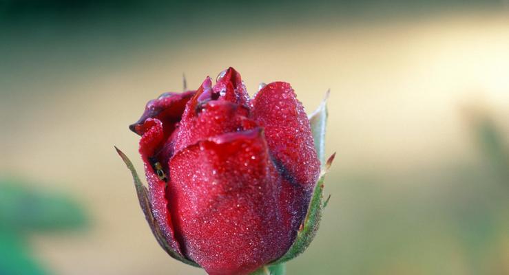 玫瑰花与环境的关系——保护生态，美化环境（如何通过种植玫瑰花保护环境）