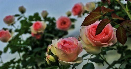 玫瑰与月季的花语（爱与美的芬芳世界）