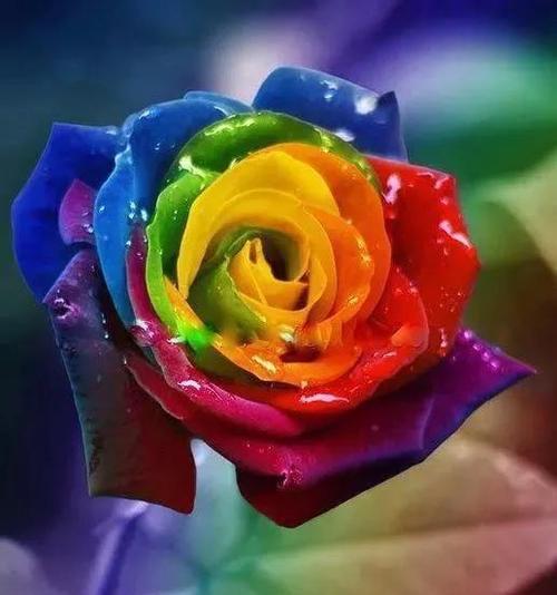 玫瑰花的不同颜色花语（探索玫瑰花不同颜色所代表的情感和意义）