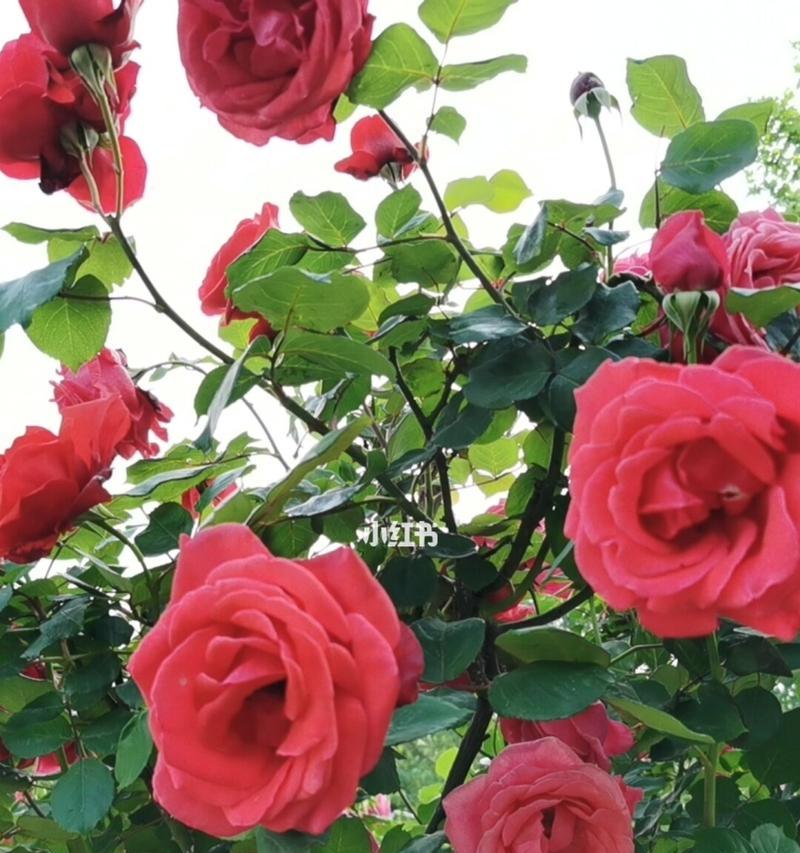 玫瑰花的花期与意义（探索玫瑰花的盛开时刻及其象征意义）