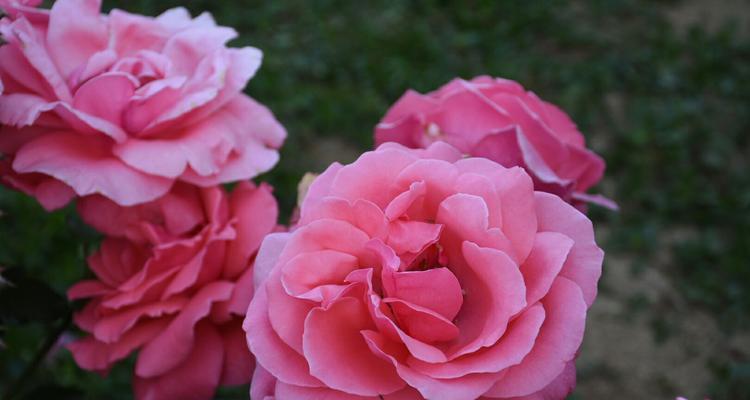 五朵玫瑰花的花语——爱与祝福的传递（五朵玫瑰花所代表的含义及象征意义）