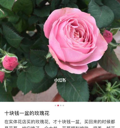 玫瑰花的品种与含义（探索世界上不同玫瑰花的品种和传达的含义）