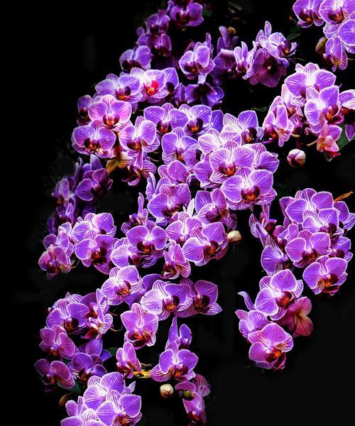 迷你蝴蝶兰的花语之美（透过花语解读迷你蝴蝶兰的神秘世界）