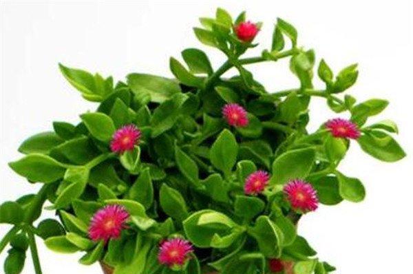 牡丹吊兰花语之美——花开如意（祝福）