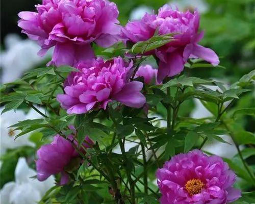 牡丹开花的寓意（探索牡丹花的含义与象征）