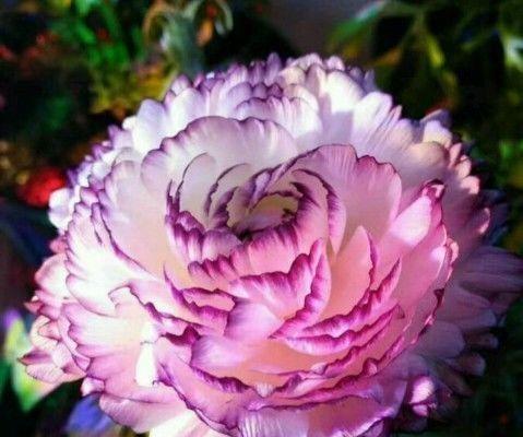 牡丹花语（以牡丹颜色花语为主题）