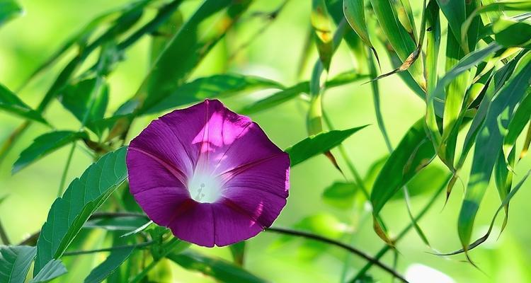 牵牛花的寓意与象征（揭示牵牛花所代表的爱情与美丽）