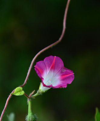 牵牛花的象征意义与美丽之融合（探寻牵牛花的神秘之美与文化寓意）